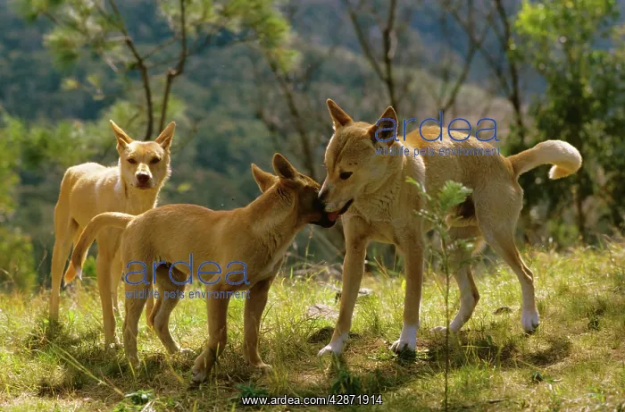 : Dingo - Group : Dingo - Group