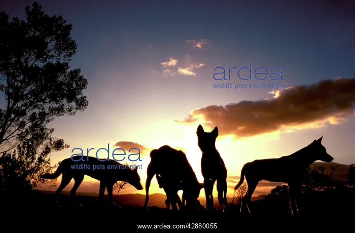 : Dingo - Group at dawn : Dingo - Group at dawn