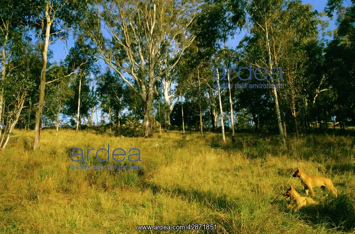 : Dingo - Group - East coast : Dingo - Group - East coast