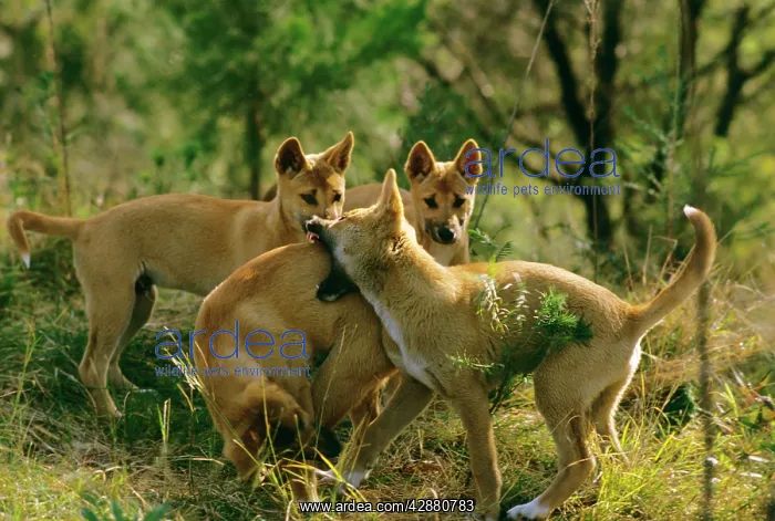 : Dingo - Group - East coast : Dingo - Group - East coast