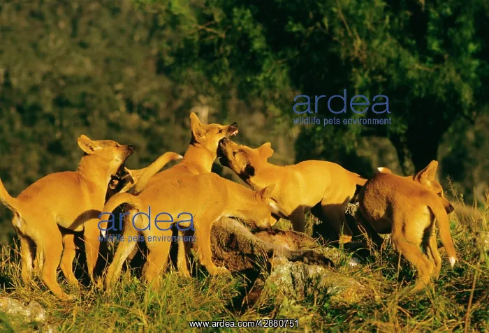 : Dingo - Group feeding : Dingo - Group feeding