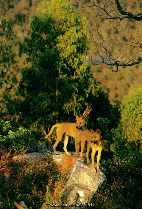 : Dingo - Group on rock : Dingo - Group on rock