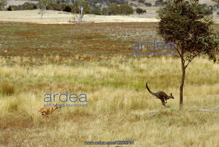  : Dingo - Hunting Eastern Grey Kangaroo (Macropus giganteus)
