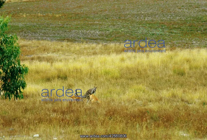 : Dingo - Hunting Eastern Grey Kangaroo (Macropus giganteus) : Dingo - Hunting Eastern Grey Kangaroo (Macropus giganteus)