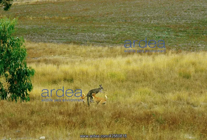 : Dingo - Hunting Eastern Grey Kangaroo (Macropus giganteus) : Dingo - Hunting Eastern Grey Kangaroo (Macropus giganteus)