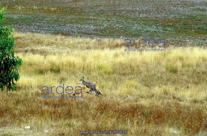 : Dingo - Hunting Eastern Grey Kangaroo (Macropus giganteus) : Dingo - Hunting Eastern Grey Kangaroo (Macropus giganteus)