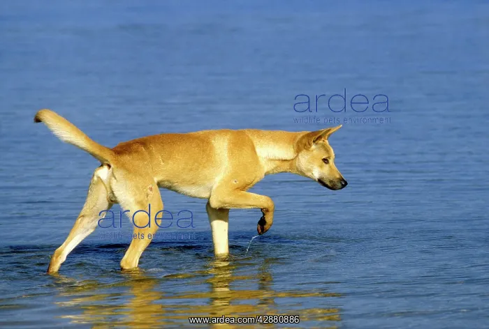 : Dingo - Hunting in water : Dingo - Hunting in water