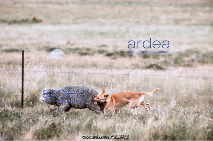 : DINGO - killing a sheep by a fence : DINGO - killing a sheep by a fence