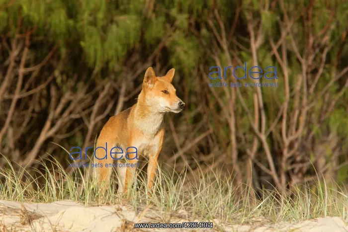 : Dingo - male adult stands on the edge of a wooded : Dingo - male adult stands on the edge of a wooded