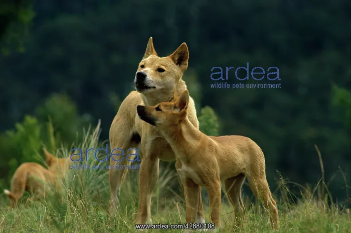 : Dingo - male with pup : Dingo - male with pup