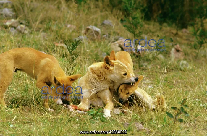 : Dingo - Male teaching 3 month old pup laws of hierarchy : Dingo - Male teaching 3 month old pup laws of hierarchy
