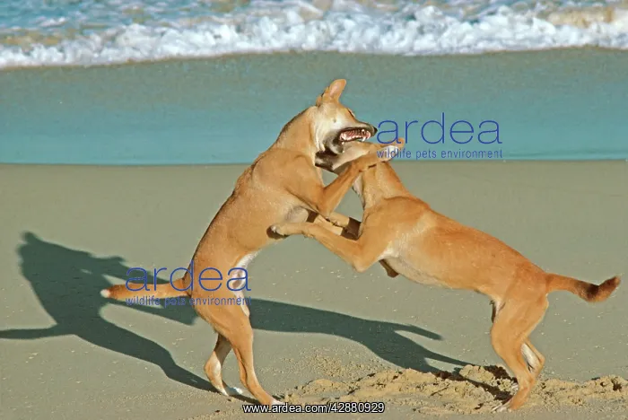 : Dingo - Two males fighting on the beach : Dingo - Two males fighting on the beach