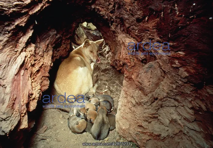 : DINGO - mother in den with pups : DINGO - mother in den with pups