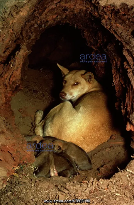 : Dingo - Mother with pups in den : Dingo - Mother with pups in den