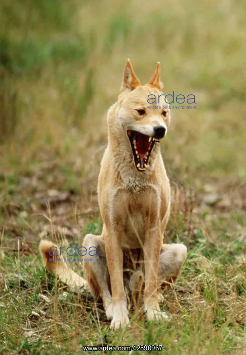 : Dingo - with mouth open : Dingo - with mouth open