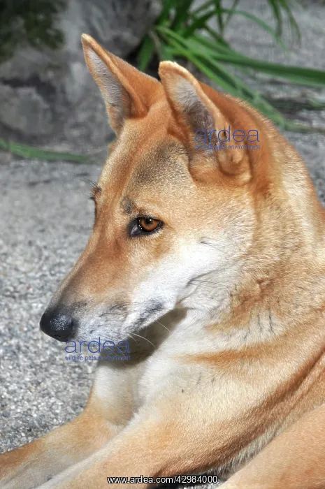 : Dingo - native dog of Australia : Dingo - native dog of Australia