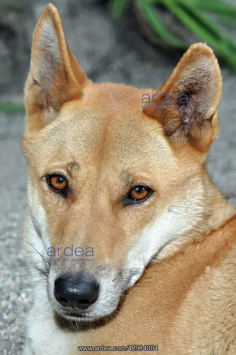 : Dingo - native dog of Australia : Dingo - native dog of Australia