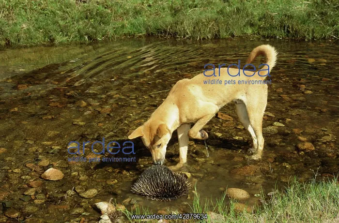: Dingo - Nosing at Echidna in water : Dingo - Nosing at Echidna in water