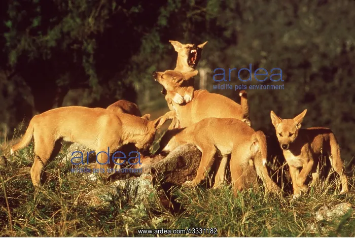 : DINGO - Pack eating kangaroo carcass with three : DINGO - Pack eating kangaroo carcass with three
