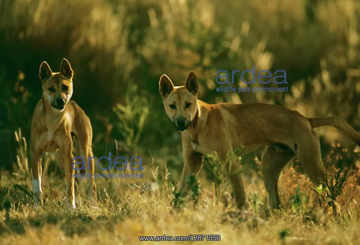 : Dingo - Pair : Dingo - Pair