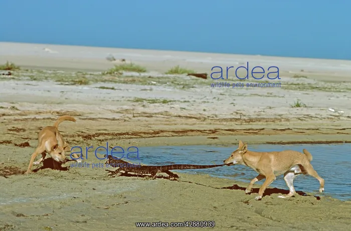 : Dingo - Pair confronting Lace Monitor (Varanus varius) : Dingo - Pair confronting Lace Monitor (Varanus varius)