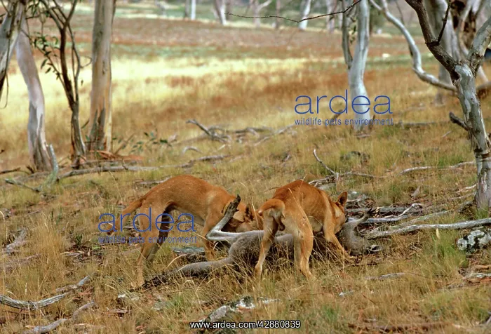 : Dingo - Pair feeding on kangaroo carcass : Dingo - Pair feeding on kangaroo carcass