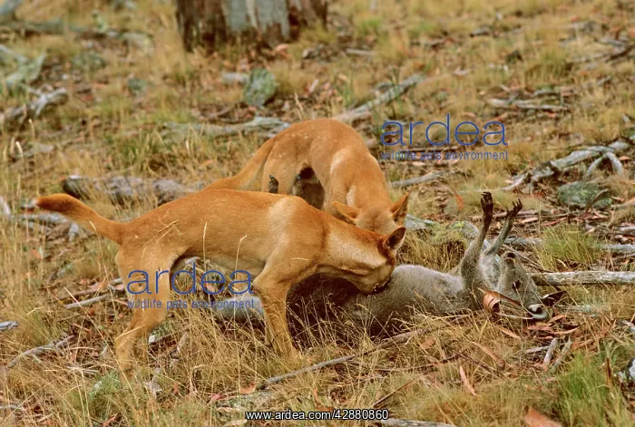 : Dingo - Pair feeding on kangaroo carcass : Dingo - Pair feeding on kangaroo carcass