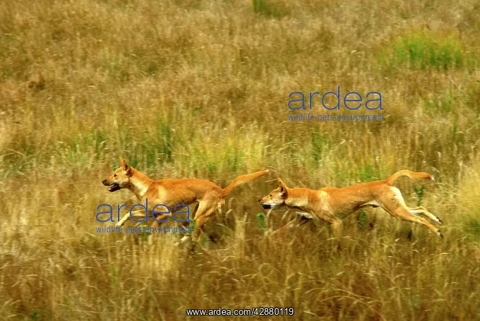 : Dingo - pair running in open grassland : Dingo - pair running in open grassland