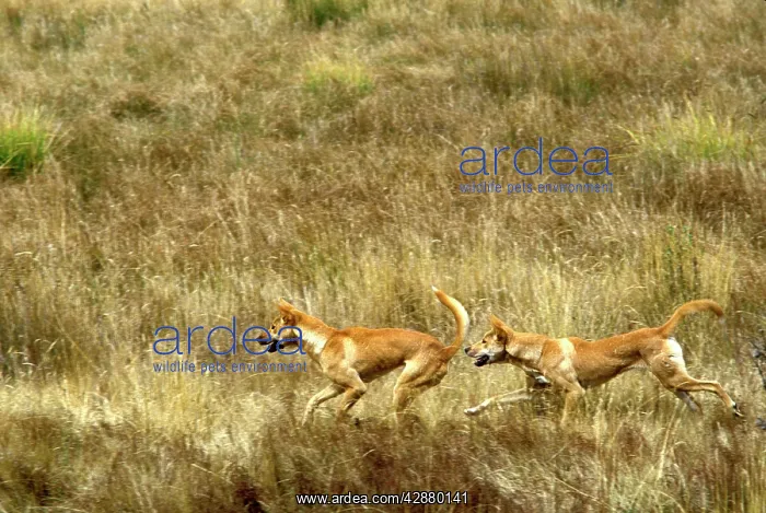 : Dingo - pair running in open grassland : Dingo - pair running in open grassland