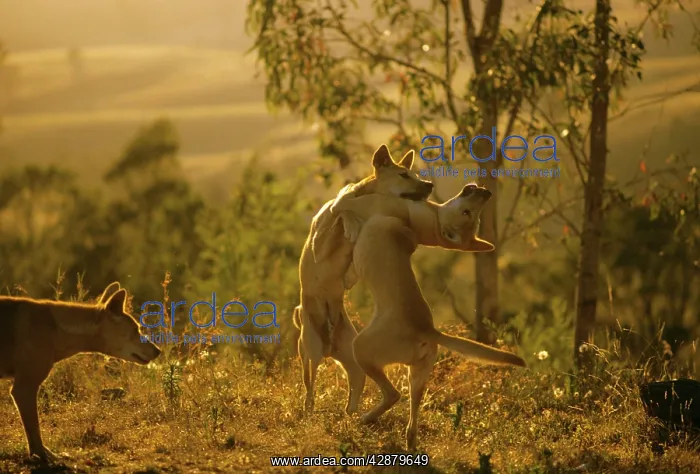 : Dingo - Playing : Dingo - Playing