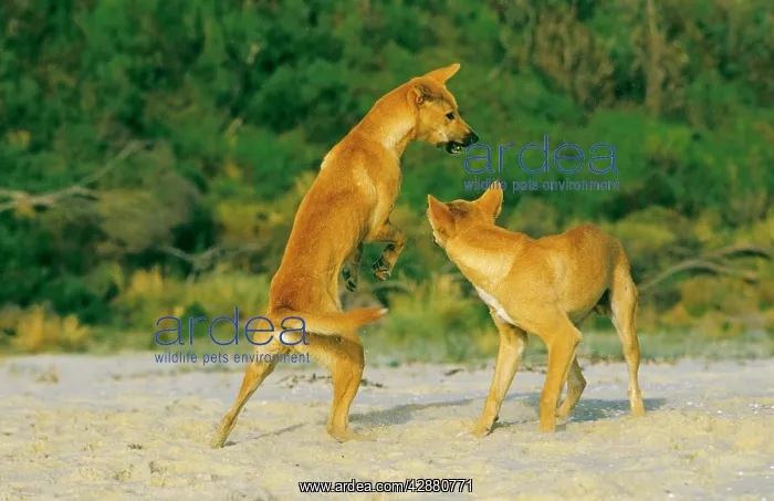 : Dingo - Playing : Dingo - Playing