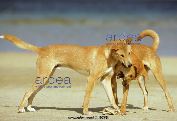 : Dingo - Playing on the beach : Dingo - Playing on the beach