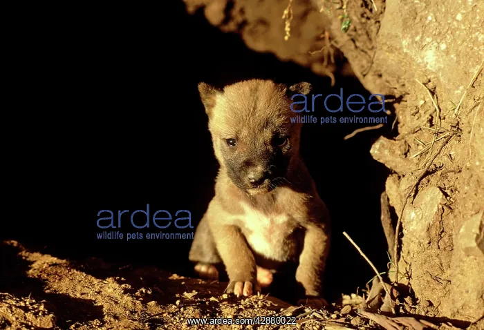 : Dingo - Pup in den : Dingo - Pup in den
