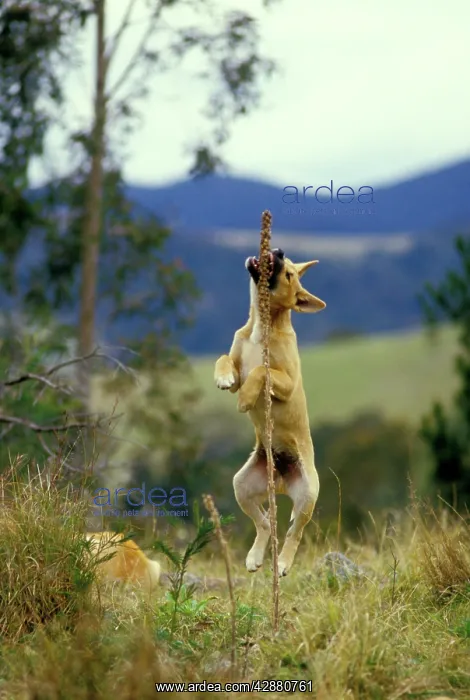 : Dingo - Pup playing with a plant : Dingo - Pup playing with a plant