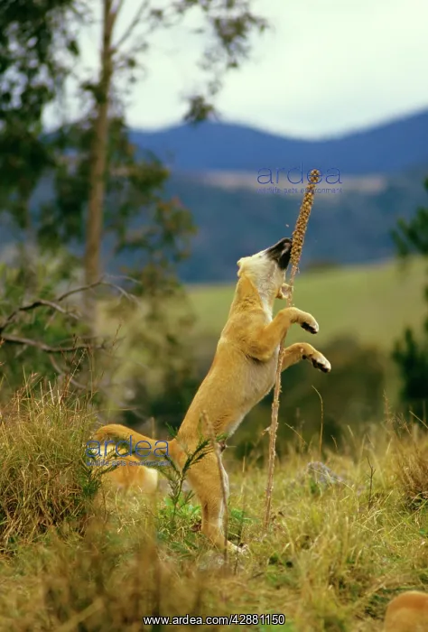 : Dingo - pup playing with a plant : Dingo - pup playing with a plant