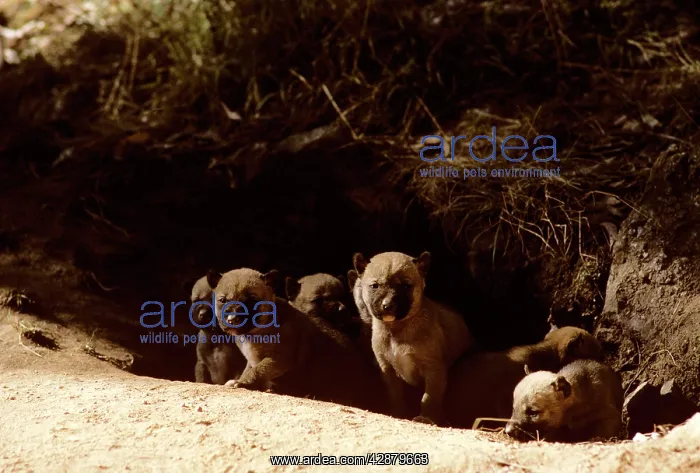 : Dingo - pups : Dingo - pups