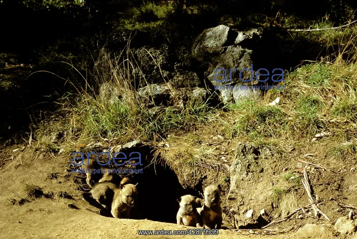 : Dingo - Pups next to den : Dingo - Pups next to den