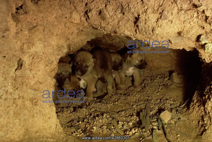 : Dingo - pups in den : Dingo - pups in den