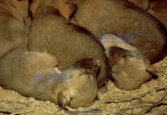 : Dingo - pups in den : Dingo - pups in den