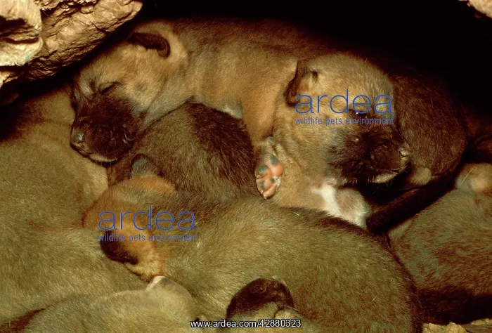 : Dingo - pups in den : Dingo - pups in den
