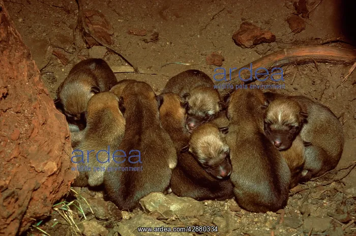 : Dingo - pups in den : Dingo - pups in den