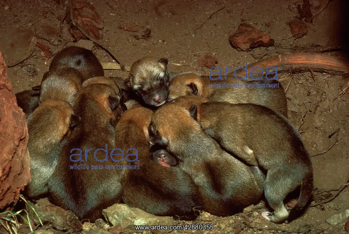 : Dingo - pups in den : Dingo - pups in den