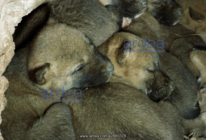 : Dingo - pups in den : Dingo - pups in den