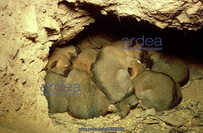 : Dingo - pups in den : Dingo - pups in den