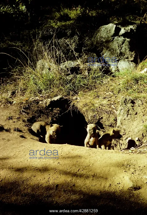 : Dingo - pups at den : Dingo - pups at den