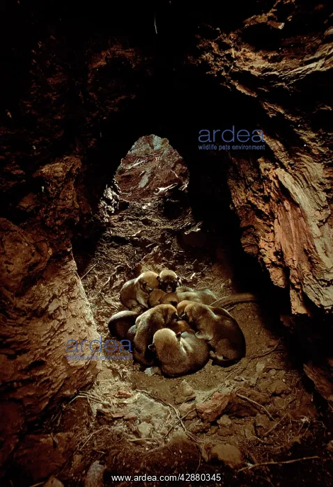 : Dingo - pups in den, Southern New South Wales : Dingo - pups in den, Southern New South Wales