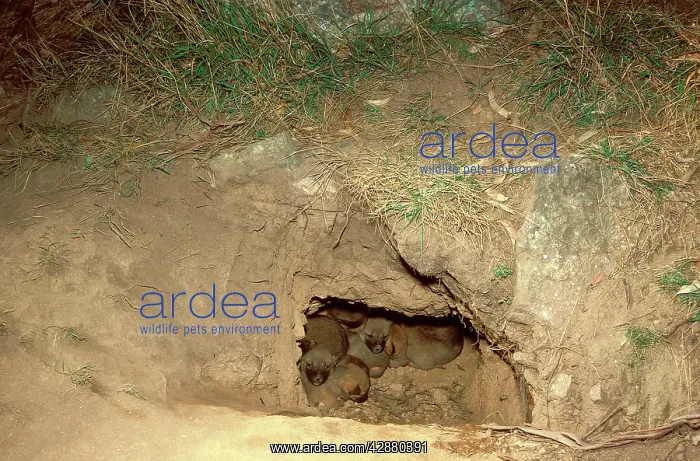 : Dingo - pups in den, viewed from entrance : Dingo - pups in den, viewed from entrance