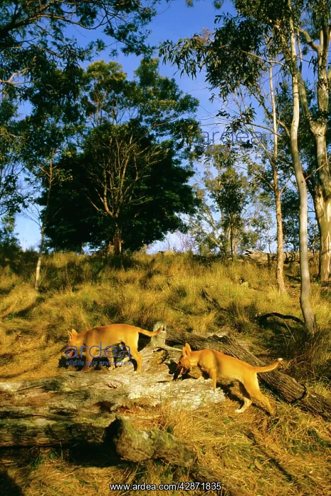: Dingo - Pups - East coast : Dingo - Pups - East coast