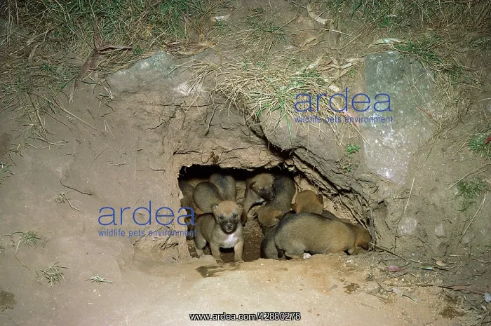 : Dingo - pups at mouth of den : Dingo - pups at mouth of den