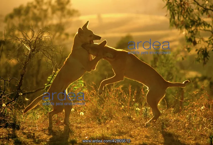 : Dingo - pups play-fighting : Dingo - pups play-fighting